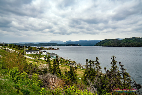 Newfoundland 114