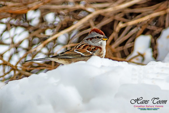 Nova Scotia Winter Scenes 128