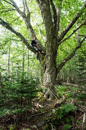 John Himmelman in the Yellow Birch