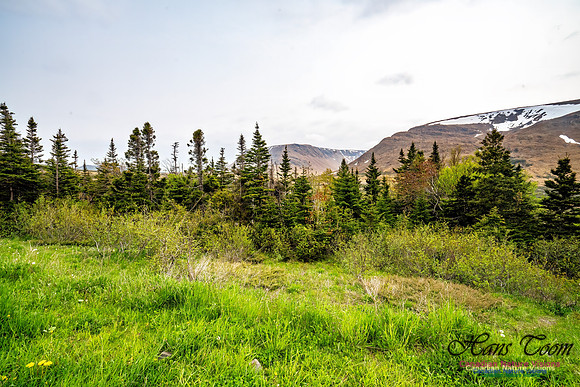 Newfoundland 113