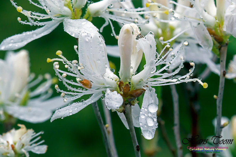 White Rhodora