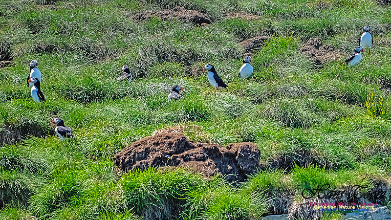 Great Island Puffins 120