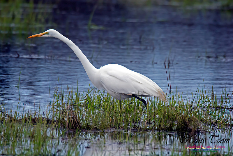 Great Egret