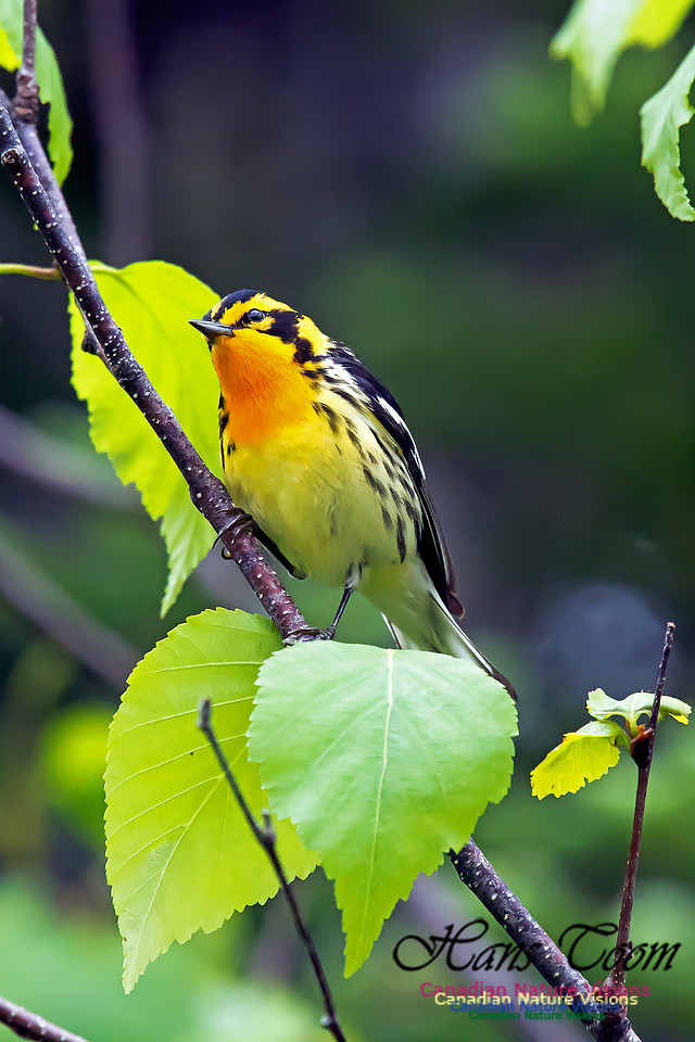 Blackburnian Warbler