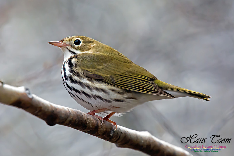 Ovenbird