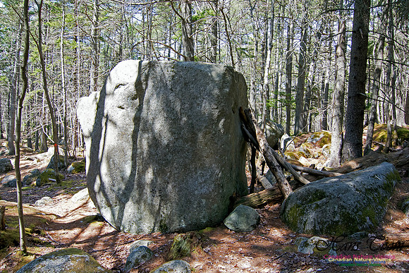 Tree Versus Trail