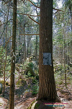 Tree Versus Trail