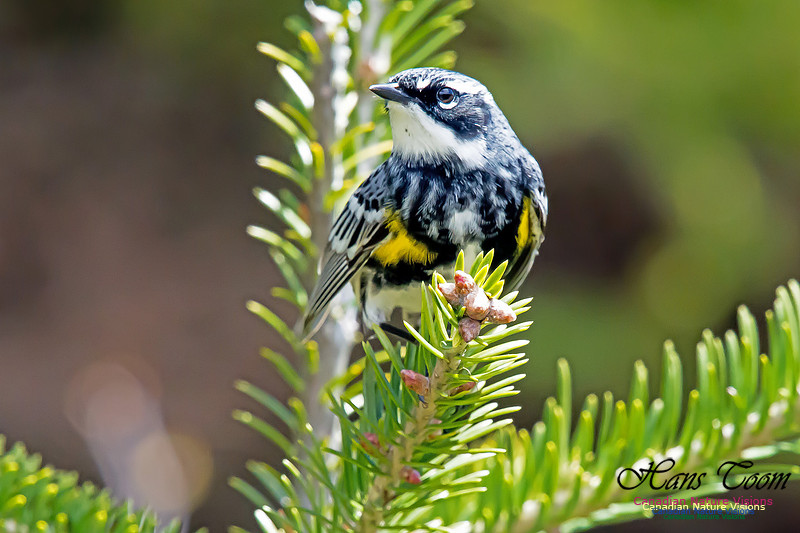 Yellow-rumped Warbler