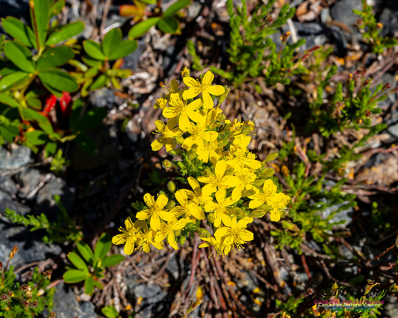 Golden Heather 104
