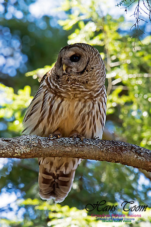 Barred Owl