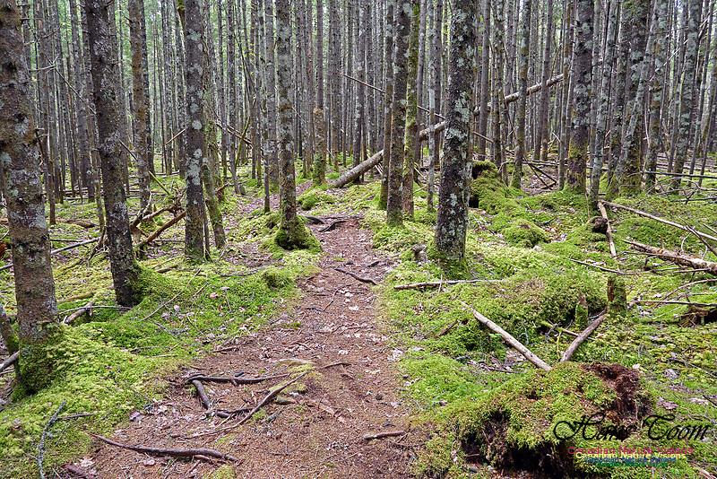 Old Annapolis Road Trail 2016