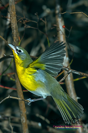 Yellow-breasted Chat