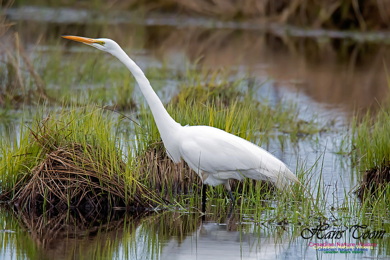 Great Egret