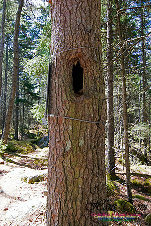 Tree Versus Trail