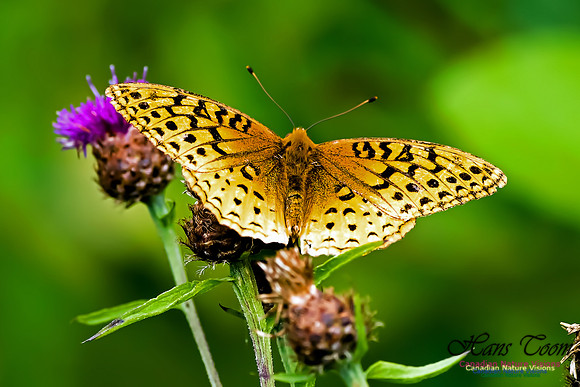 Great Spangled Frittilary
