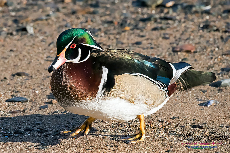 Wood Duck