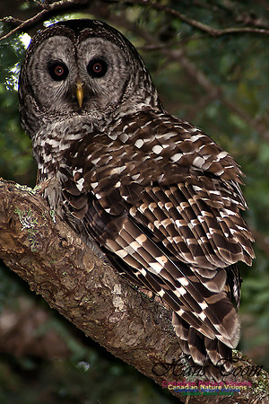Barred Owl