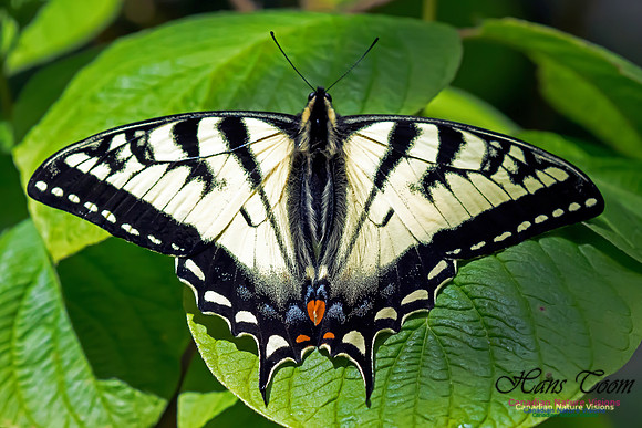 TigerSwallowtail10