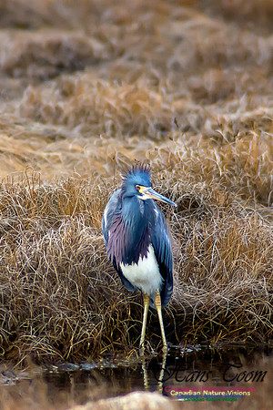 Tricoloured Heron 9