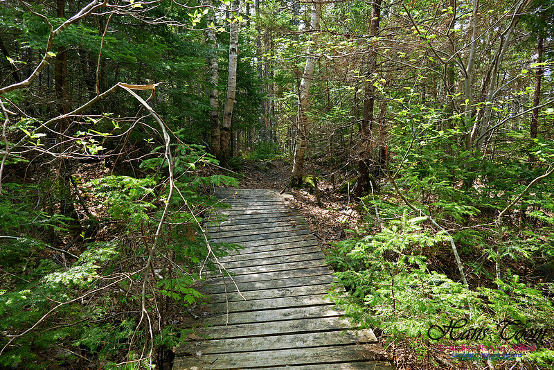 Old Annapolis Road Trail 2016