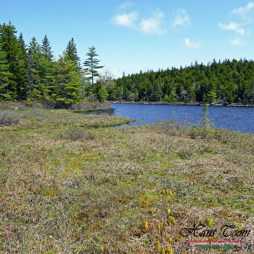 Old Annapolis Road Trail 2016