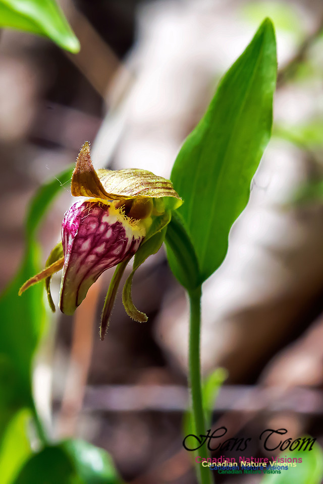 Ram's Head Orchid