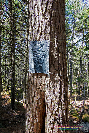 Tree Versus Trail