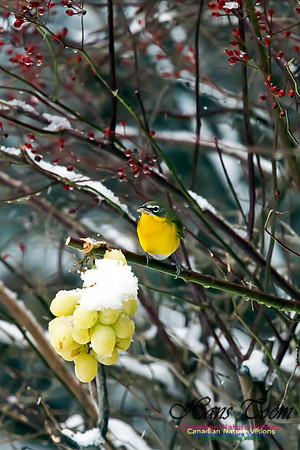 Yellow-breasted Chat
