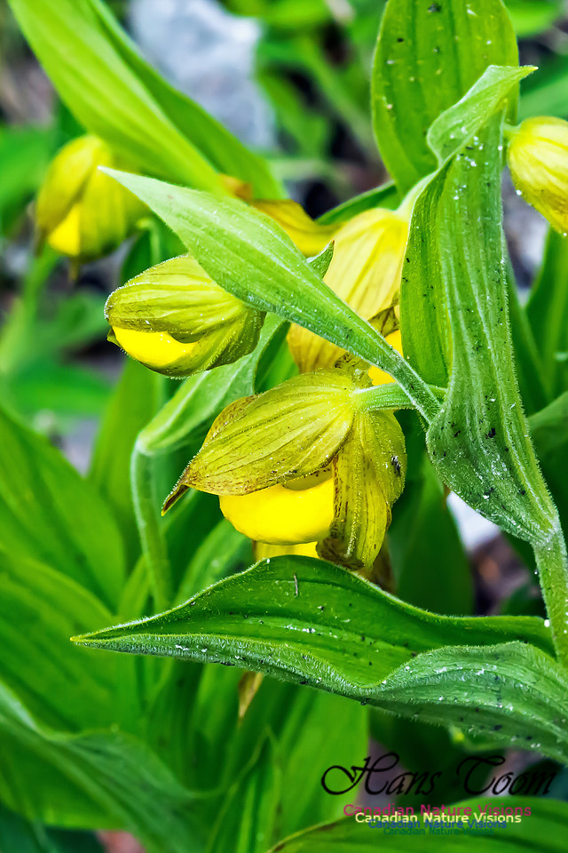 Yellow Lady's-slipper Orchid