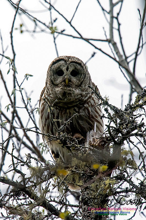 Barred Owl
