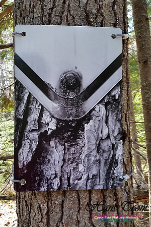 Tree Photo #3