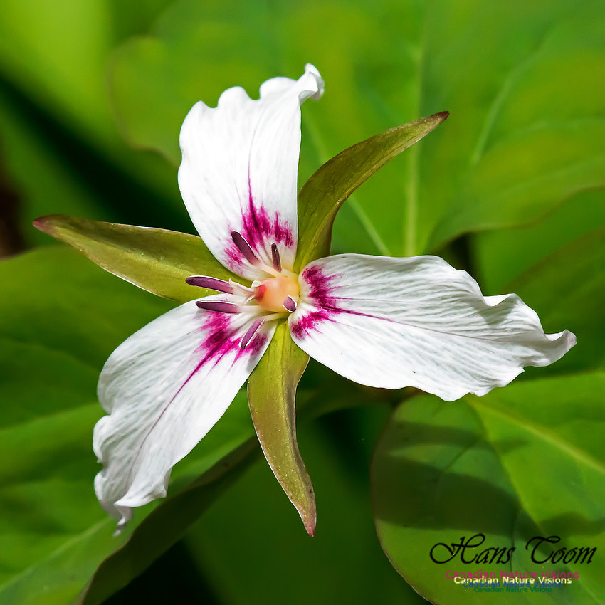 Painted Trillium