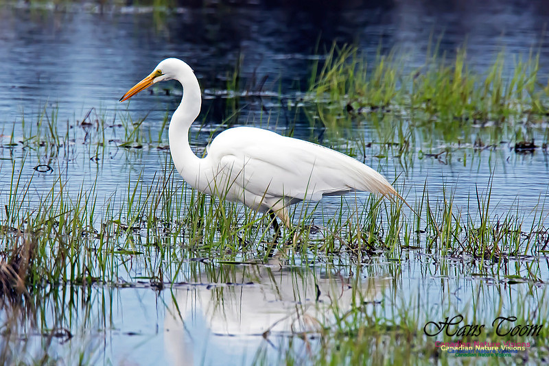 Great Egret