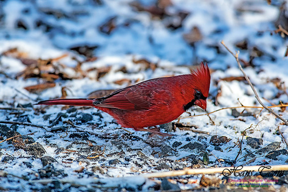 Nova Scotia Winter Scenes 108