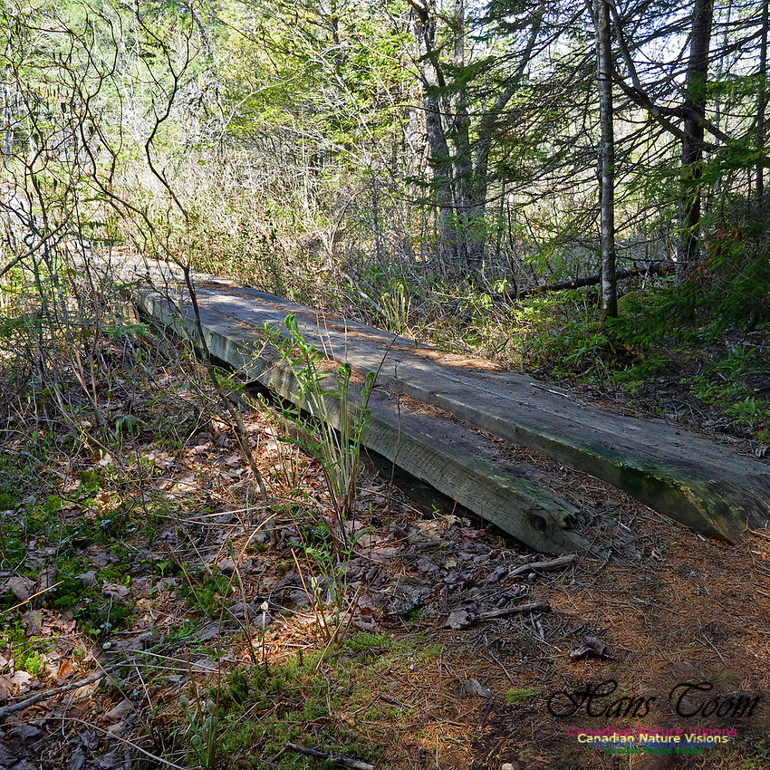 Old Annapolis Road Trail 2016