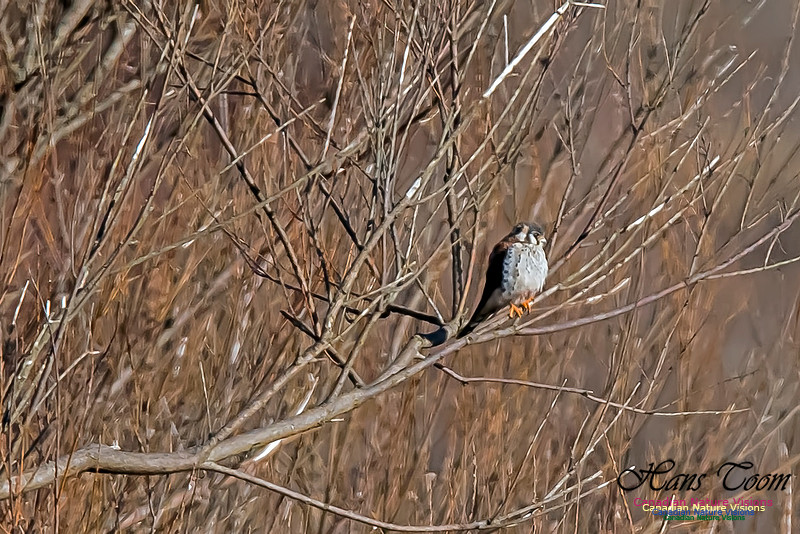 American Kestrel