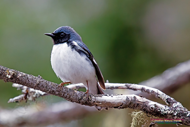 Black-throated Blue Warbler