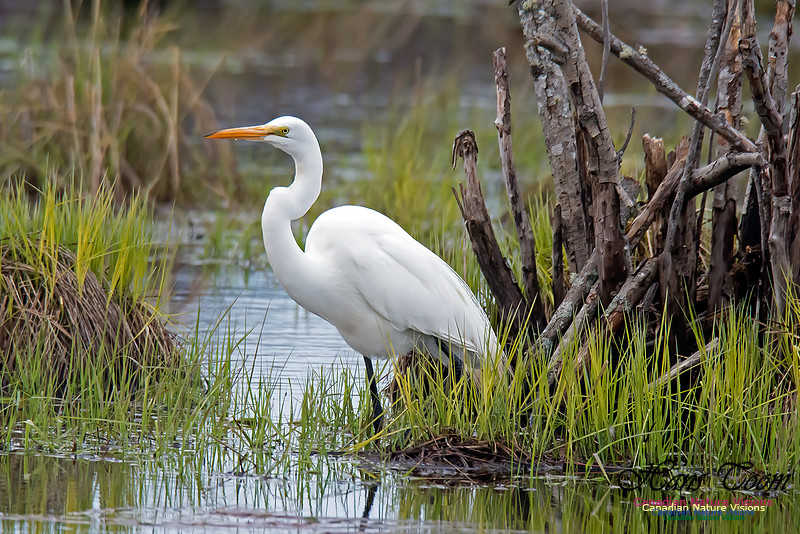 Great Egret