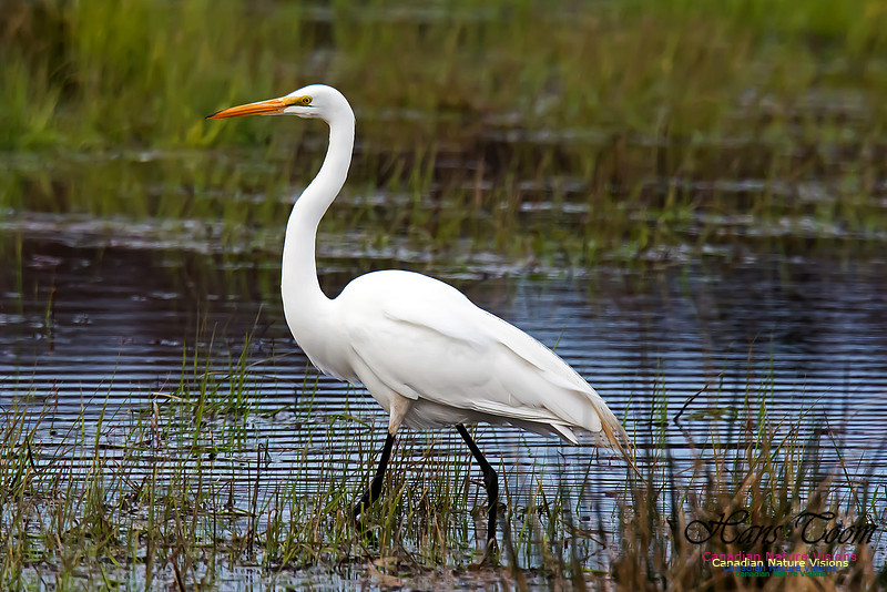 Great Egret