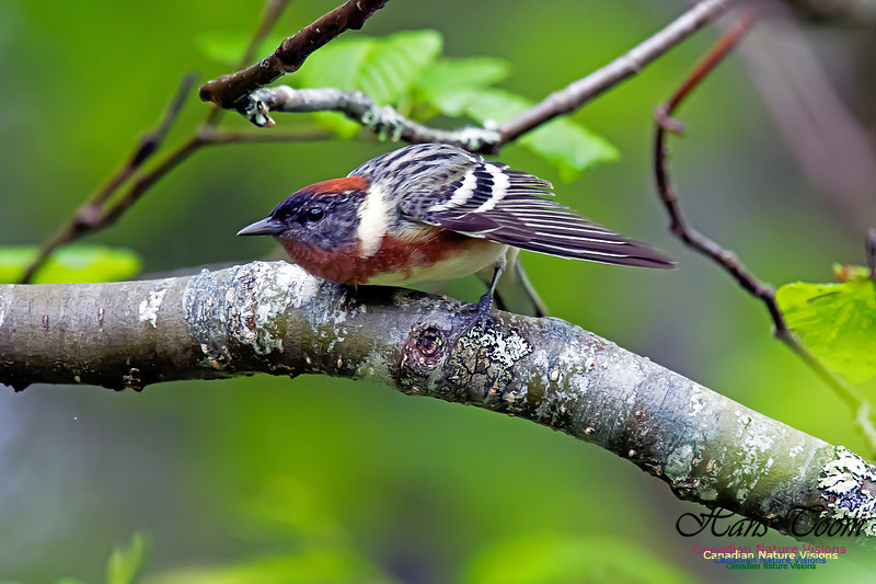 Bay-breasted Warbler