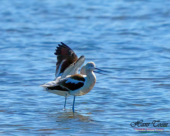 American Avocet 209