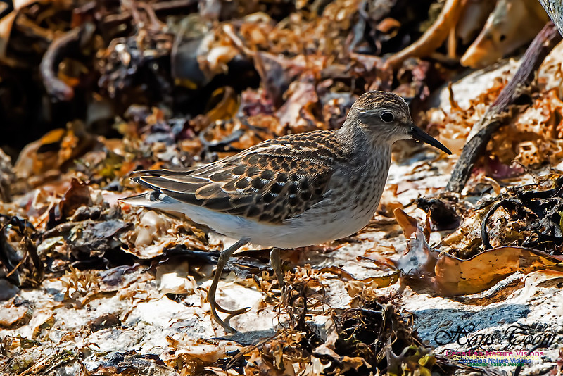 Least Sandpiper