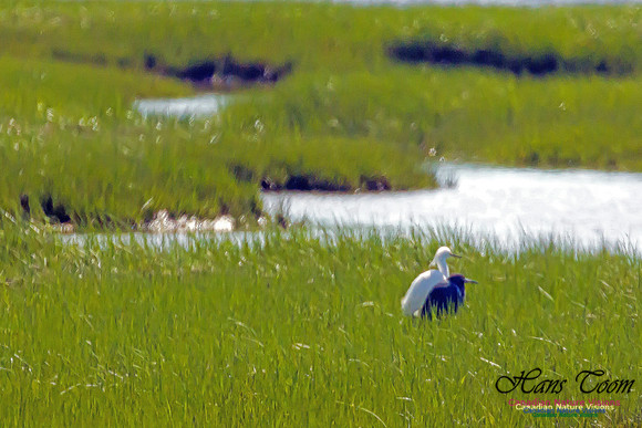 Snowy Egret and Little Blue Heron 2