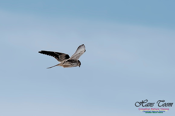 Eurasian Kestrel