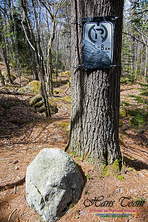 Tree Versus Trail