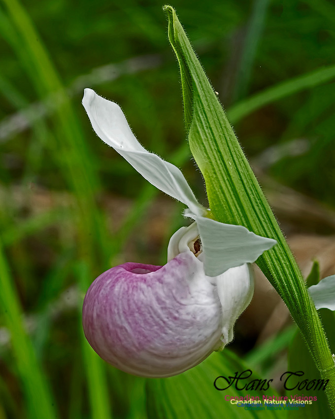 Showy Lady's Slipper Orchid 106