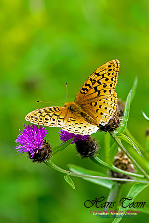 Great Spangled Frittilary