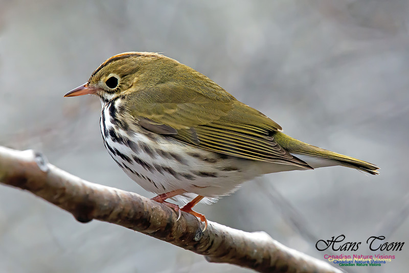 Ovenbird
