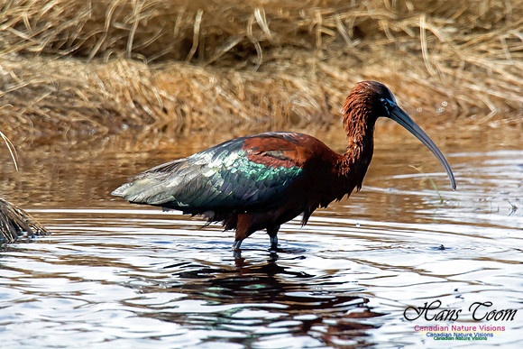 Glossy Ibis