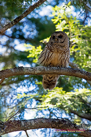 Barred Owl